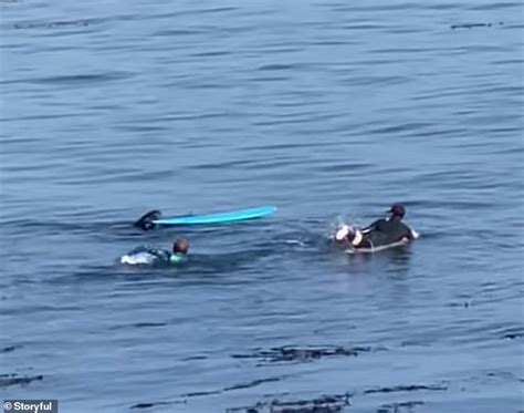 Hilarious Moment Pregnant Sea Otter Leaps On Surfboard And Snarls At