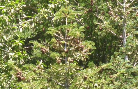 Plant Identification White Fir