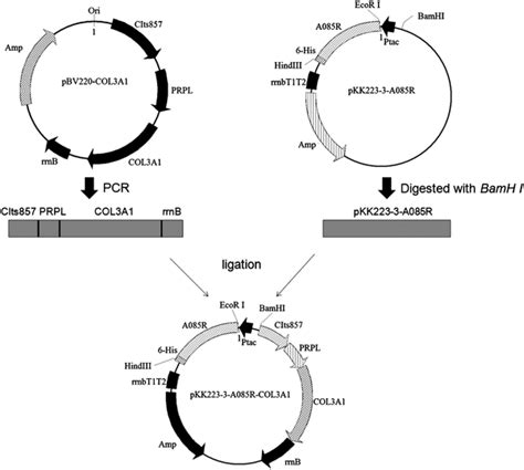 Schematic Map Of The Recombinant Expression Vector Download