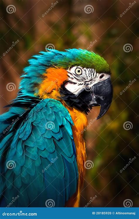 Beautiful Blue And Gold Macaw Parrot Portrait Stock Photo Image Of