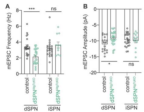 Figures And Data In Cell Type Specific Regulation Of Neuronal Intrinsic