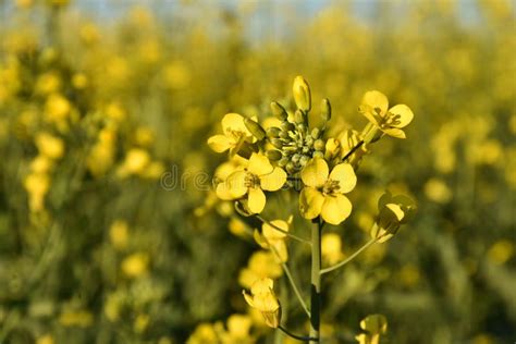 Planta Del Canola Imagen De Archivo Imagen De Agricultura 94705645