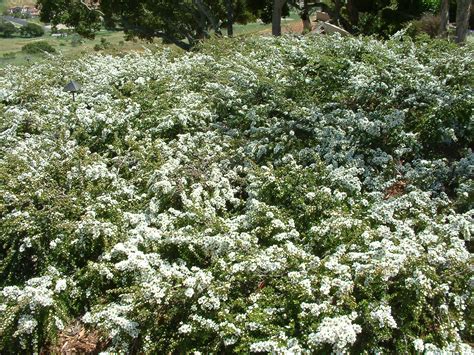 Cotoneaster Microphyllus Little Leaf Cotoneaster Plantmaster