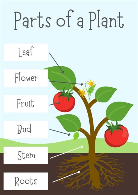 Life Cycle Of Angiosperm Flowering Plants Biology Notes Web