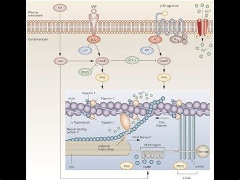 Cyclic guanosine monophosphate - Alchetron, the free social encyclopedia