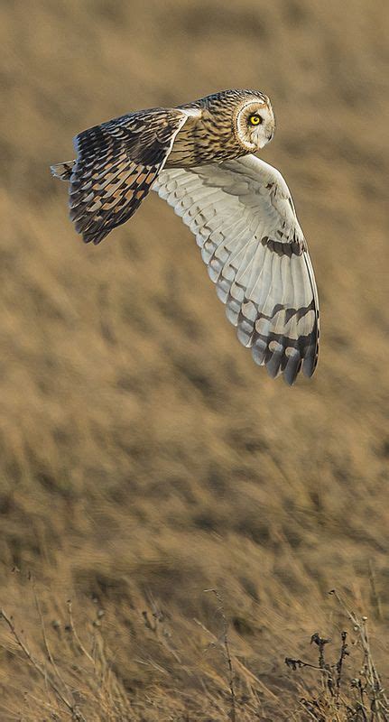 Short Eared Owl Short Eared Owl Owl Owl Pictures