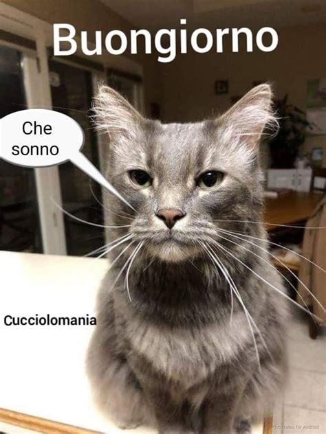 Pin di Conchetta Bowers su caffè Gattini Adorabili gattini Buongiorno