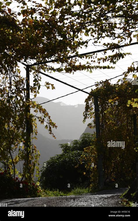 Grape tree in a beautiful landscape Stock Photo - Alamy