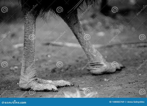 Cassowary S Feet Stock Image Image Of Flightless Cassowarys 108083769