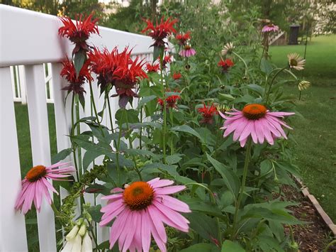 Echinacea Purpurea How To Grow Purple Coneflower Growit Buildit