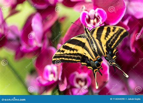 Pilumnus Bonito De Papilio Da Borboleta Na Floresta Tropical Foto De