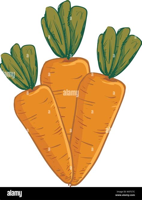 A Fresh Bunch Of 3 Carrots Vector Color Drawing Or Illustration Stock Vector Image And Art Alamy