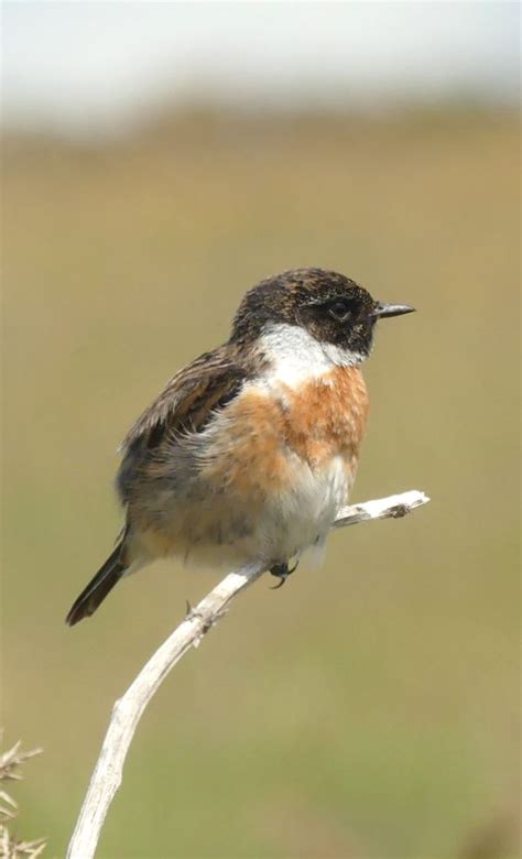 North Wales 4 Day Trip 23 26th May 2017 British Birding Birding