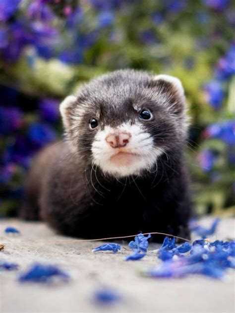 Adorable Ferret Wallpaper