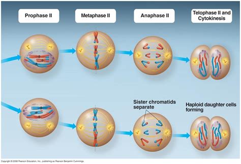 Meiosis And Gametogenesis Making A Change In Education