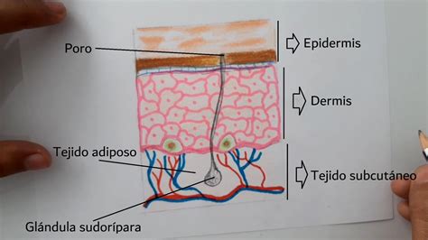 Objetivo Inevitable Sala Anatomia De La Piel Dibujo Durante Adoptar Fibra