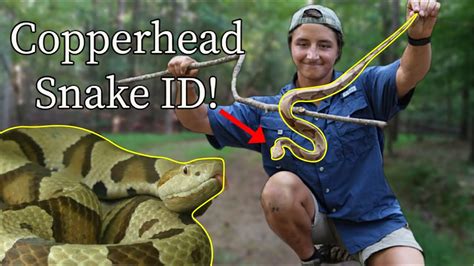 Copperhead Snake Identification 3 Easy Tips Youtube