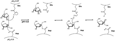 Sucrose Hydrolysis Mechanism