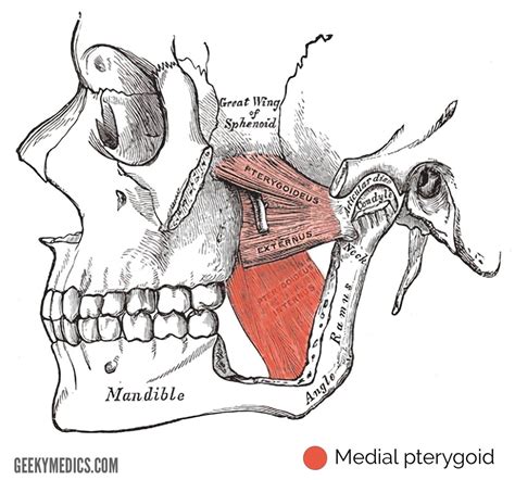 Muscles Of Mastication Anatomy Of The Head Geeky Medics