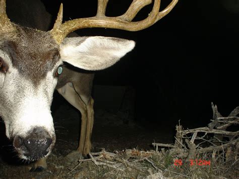 Jay Scott Outdoors: Mule Deer Buck Trail Cam Photo