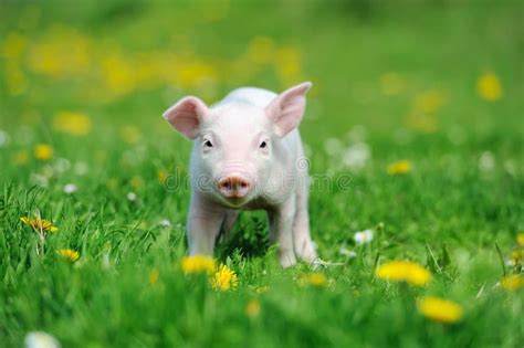 Famille Mignonne De Sus Scrofa De Porcs Dans La Forêt Noire Mère Et