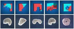 Everything to know about xenobots | Popular Science