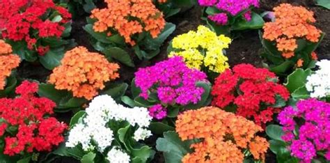 ¿cómo Conseguir Que Tu Kalanchoe Florezca Cada Año