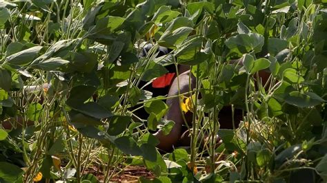 Corpo de homem é localizado em plantação de soja na zona rural de Nova