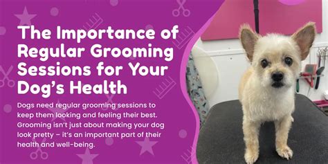 The Importance Of Regular Grooming Sessions For Your Dogs Health