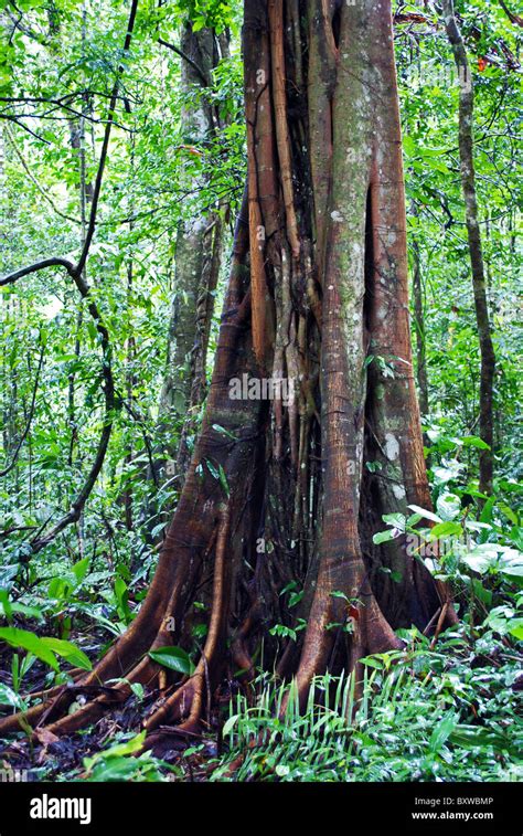 Rainforest Tree Madre De Dios Peru Stock Photo Alamy