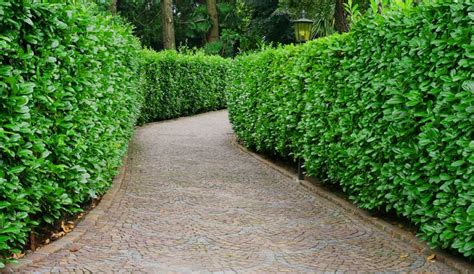 Hedge-Trimming | Auckland Gardening Services