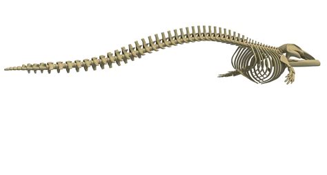 Fin Whale Skeleton - 3D Model by 3D Horse