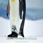 Do Penguins Have Knees The Truth Behind Their Hilarious Waddle Revealed