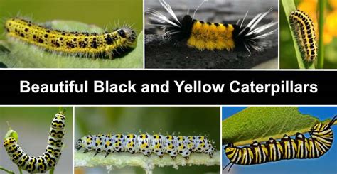 Furry Caterpillars: An Identification Guide Owlcation, 43% OFF