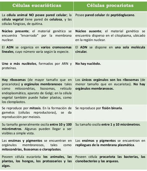 Cuadros Comparativos Diferencias Entre Células Procariotas Y Eucariotas Cuadro Comparativo