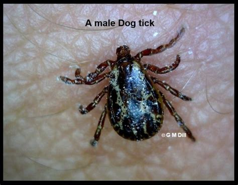 Doggies And Dog For You Deer Tick Vs Dog Tick