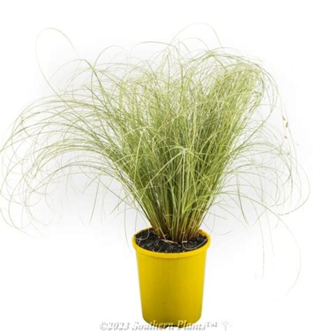 Carex Frosted Curls 140mm Southern Plants