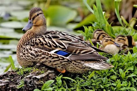 Mallard Duck Facts For Kids Mallard Duck Species And Diet