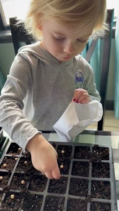 3 Year Old Planting Sugar Snap Peas Youtube