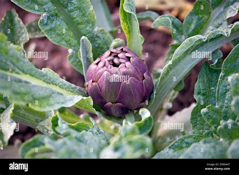 Cultivation Of Artichokes In The Field Stock Photo Alamy