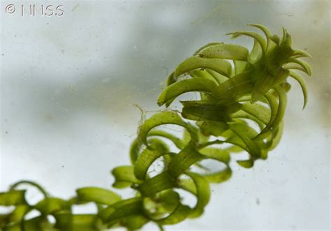 Effective Canadian pondweed removal | Aquatic Solutions