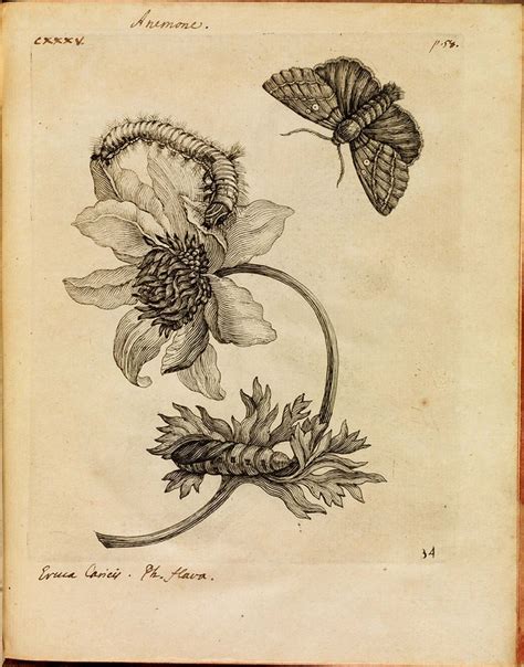 bibliodyssey july