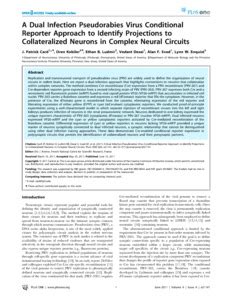 A Dual Infection Pseudorabies Virus Conditional Reporter Approach To