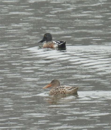 Northern Shoveler From Florence Sewage Treatment Plant Lauderdale