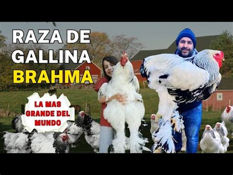 Todo Lo Que Debes Saber Sobre La Gallina Brahma Gigante