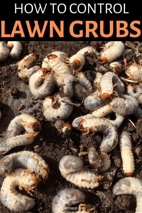 How To Control Lawn Grubs Organically - AGreenHand