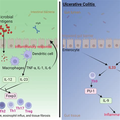 Schematic Representation Of The Il 33st2 Signaling Pathway And Its