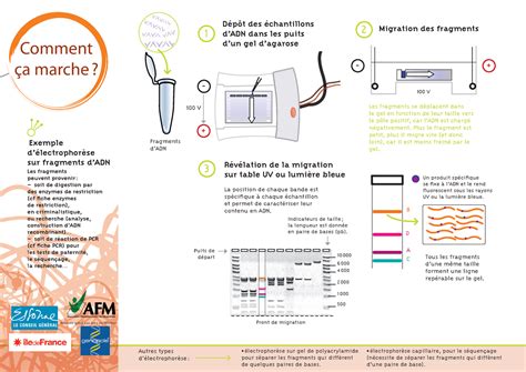 9 Electrophorese Lecture notes 5 Fragments dADN Dépôt des