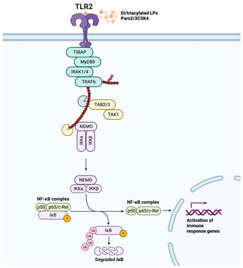 Ijms Free Full Text An Update On Toll Like Receptor 2 Its Function And Dimerization In Pro