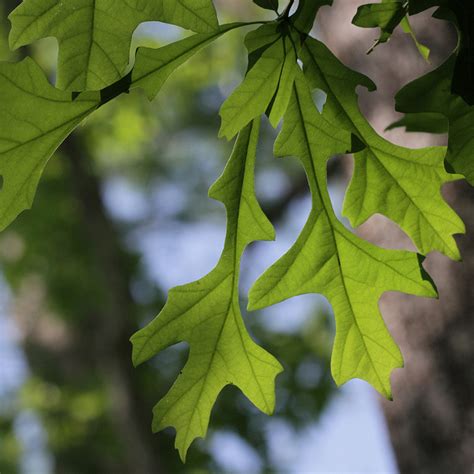 Overcup Oak Leaf